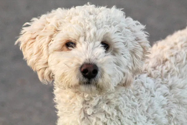Bichoodle Breed Guide