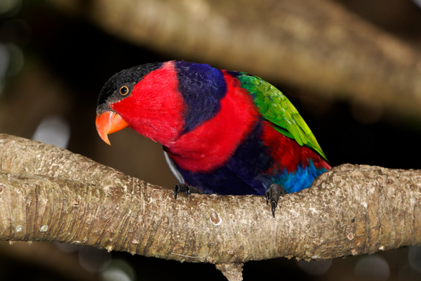 Black-capped Lory Care Guide