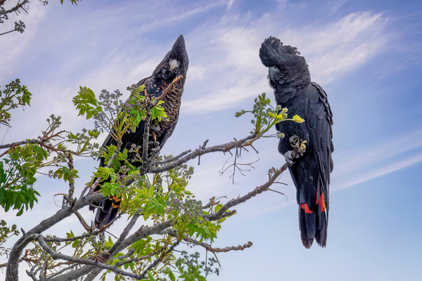 Red-tailed Black Cockatoo Care Guide