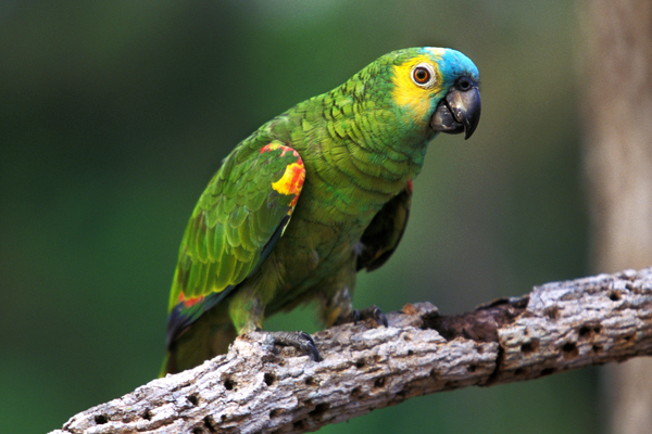 Amazon Parrot Care Guide