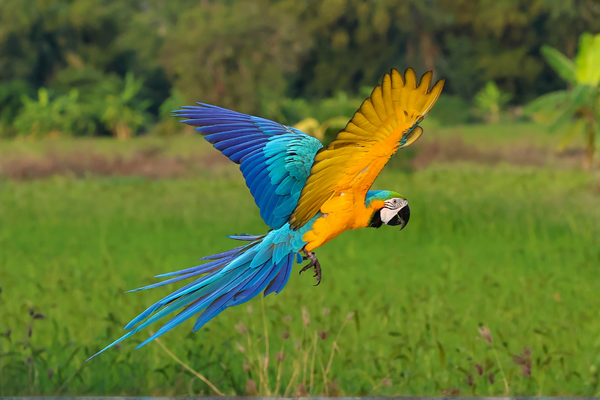 Blue and Gold Macaw Care Guide
