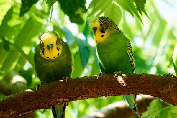 Budgerigar Care Guide