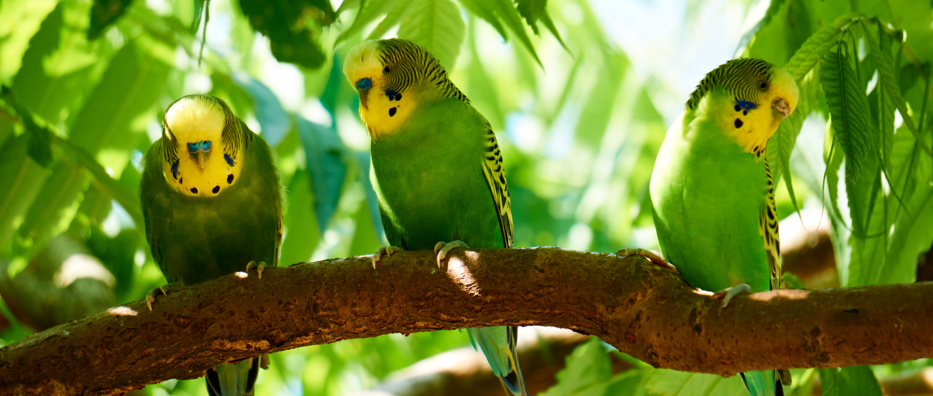 Budgerigar Care Guide