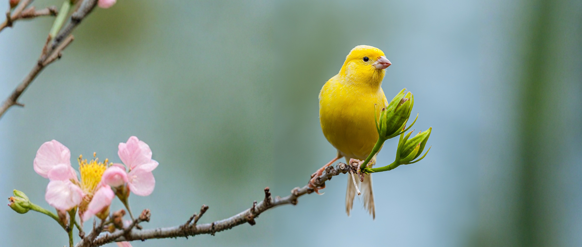Canary Care Guide