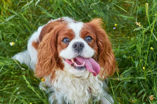 Cavalier King Charles Spaniel Breed Guide