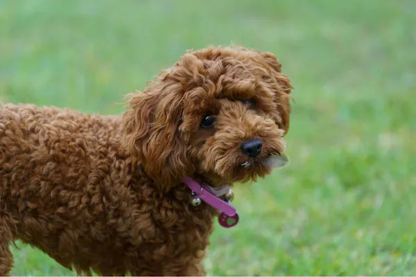 Cavoodle Breed Guide
