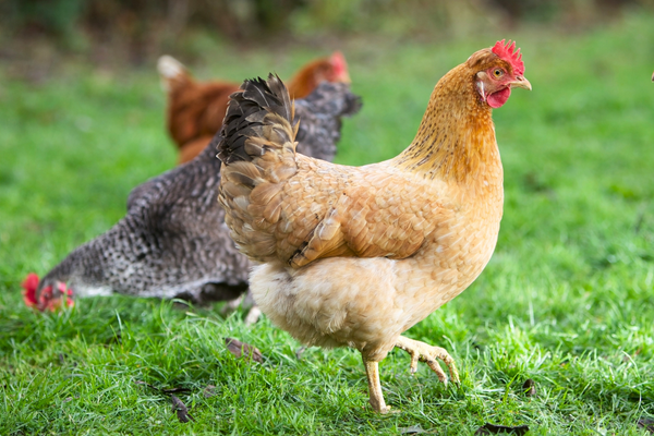 Chicken Care Guide