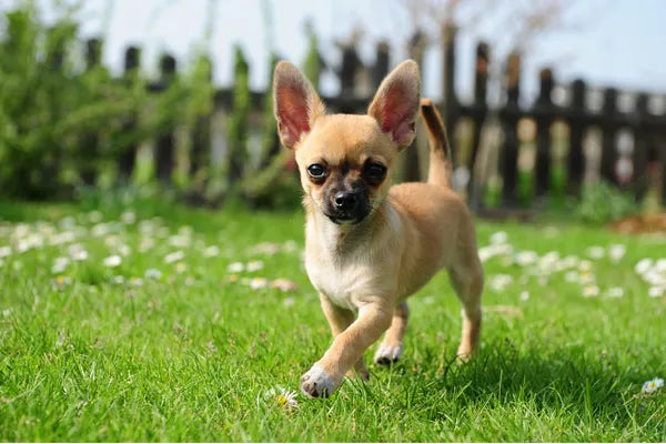 Chihuahua Breed Guide