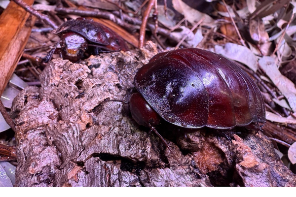 Giant Burrowing Cockroach Care Guide