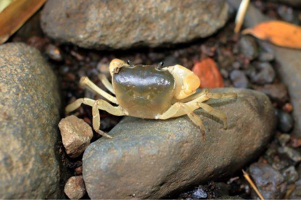 Freshwater Crab Care Guide