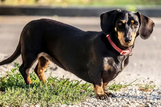 Miniature Dachshund Breed Guide