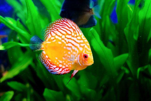 Discus Care Guide