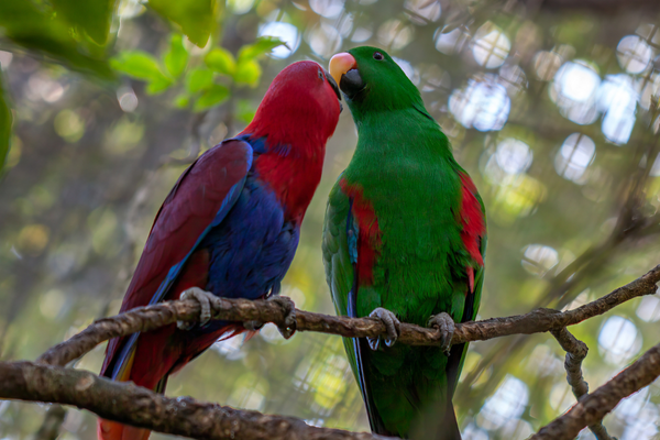 Eclectus Parrot Care Guide