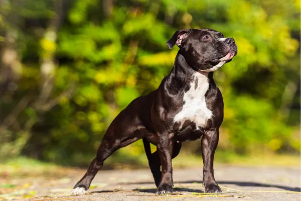 Staffordshire Bull Terrier (English Staffy) Breed Guide
