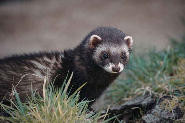 Ferret Care Guide