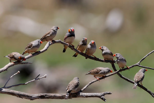 Finch Care Guide