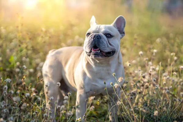 French Bulldog Breed Guide