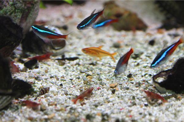Freshwater Community Care Guide
