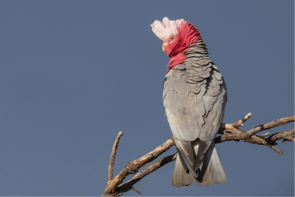 Galah Care Guide