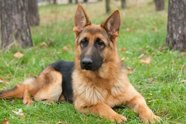 German Shepherd Breed Guide