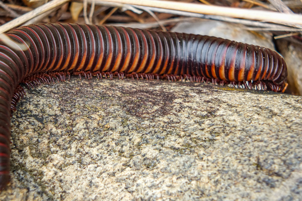 Millipede Care Guide