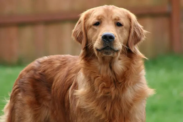 Golden Retriever Breed Guide