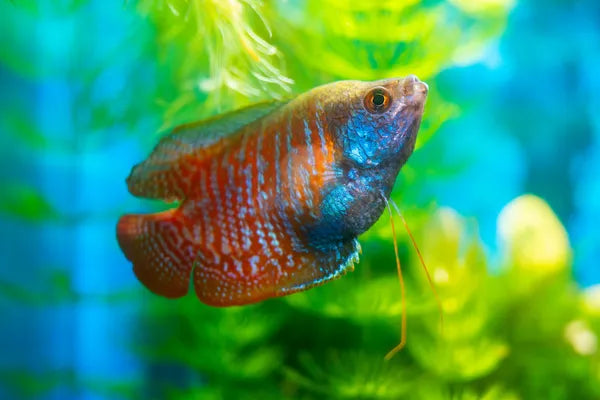 Dwarf Gourami Care Guide
