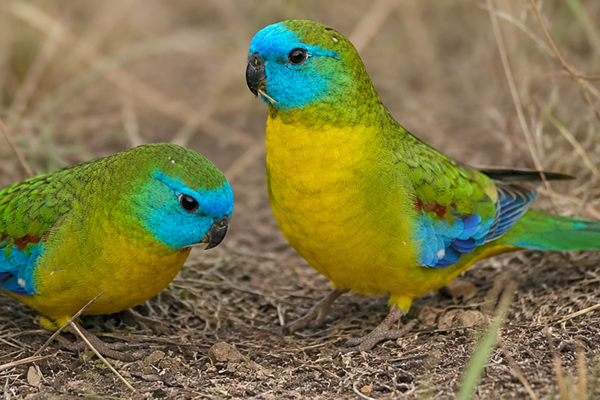 Grass Parrot Care Guide