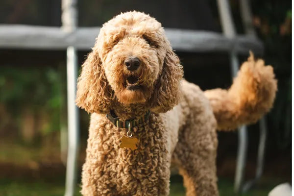 Groodle Breed Guide