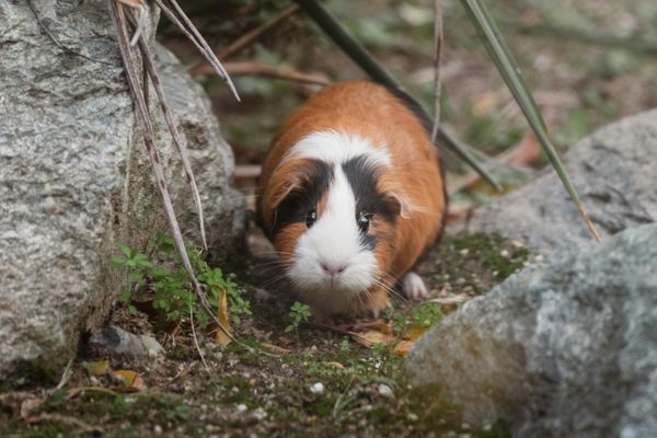 Guinea Pig Care Guide