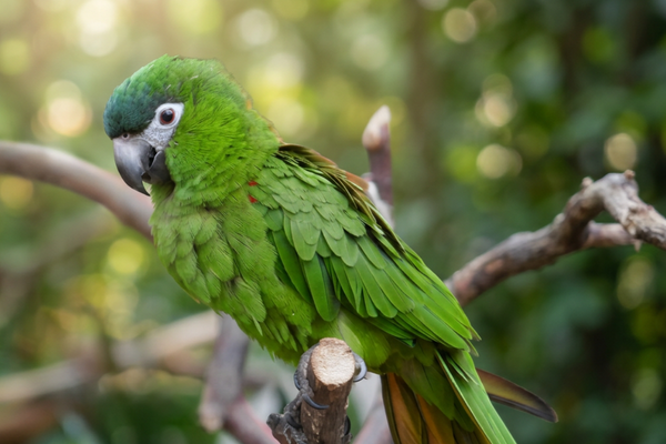 Hahn's Macaw Care Guide