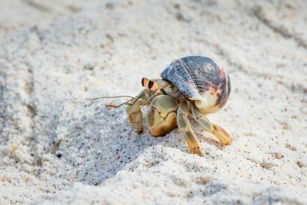 Hermit Crab Care Guide