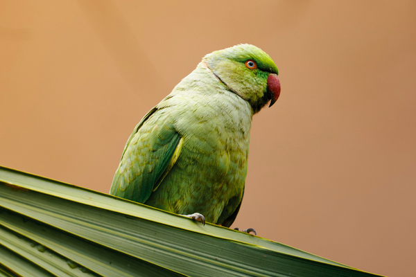 Indian Ringneck Care Guide