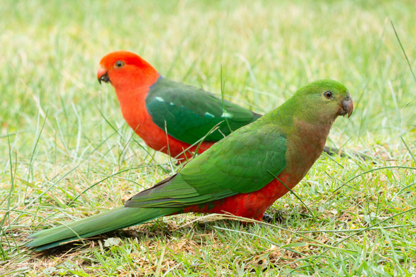 King Parrot Care Guide