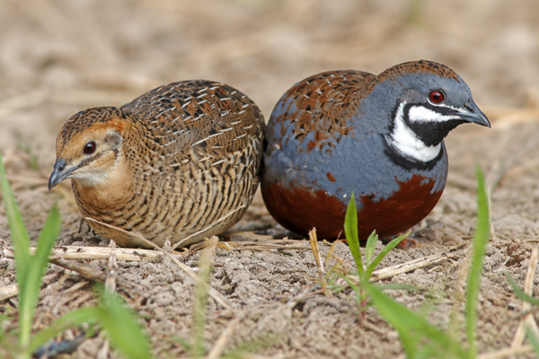 King Quail Care Guide