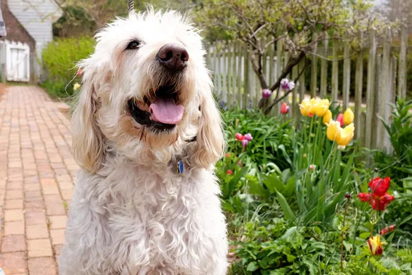 Labradoodle Breed Guide