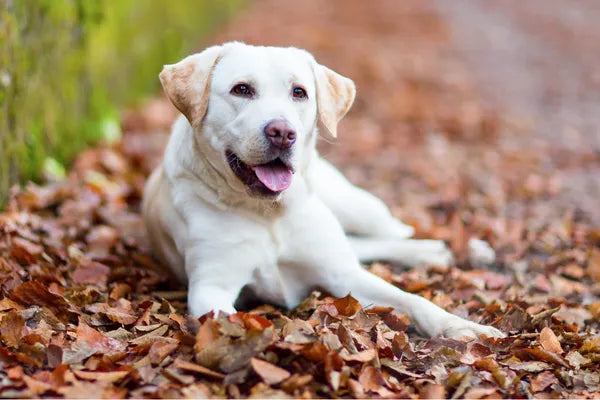 Labrador Retriever Breed Guide