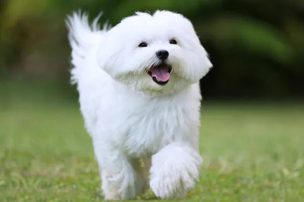 Maltese Breed Guide