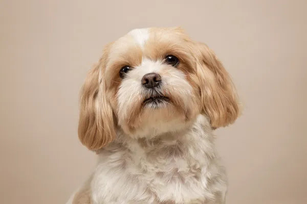 Maltese x Shih Tzu Breed Guide