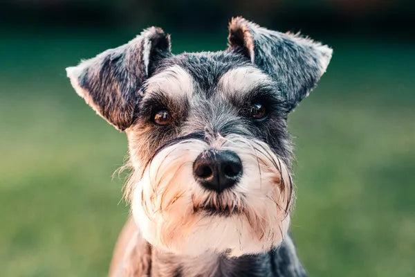 Miniature Schnauzer Breed Guide