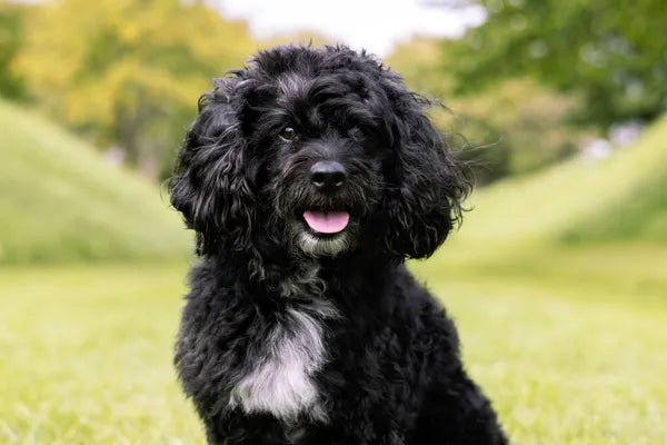 Moodle Breed Guide