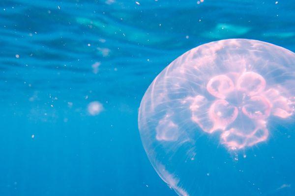 Moon Jellyfish Care Guide