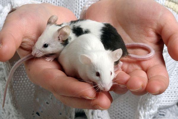 Mouse Care Guide