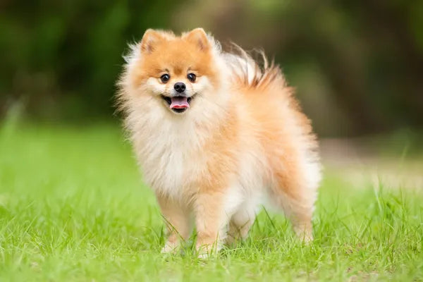 Pomeranian Breed Guide