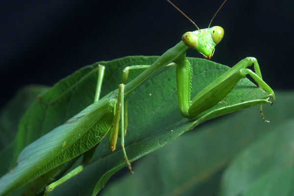 Praying Mantis Care Guide