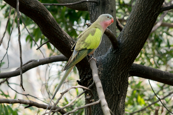 Princess Parrot Care Guide