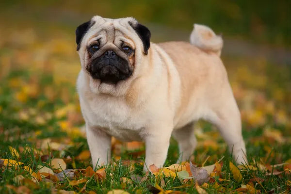 Pug Breed Guide