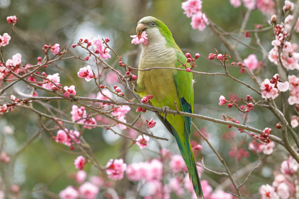 Quaker Parrot Care Guide