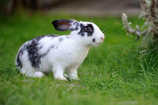 Rabbit Care Guide