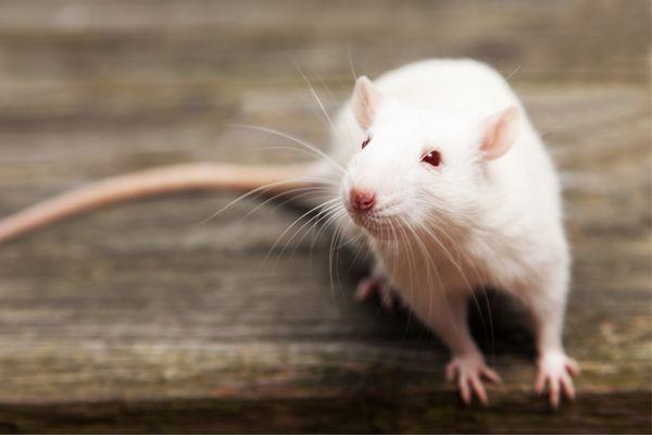 Rat Care Guide
